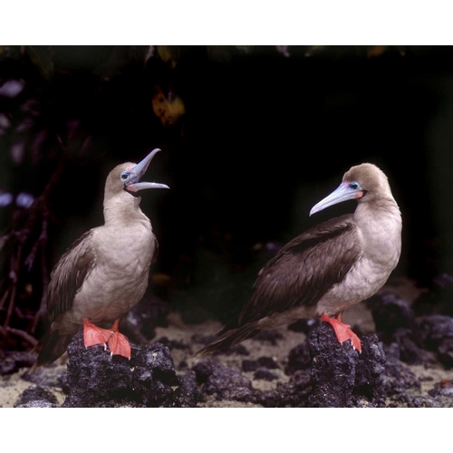 Ecuador, Galapagos Islands Red-footed boobies